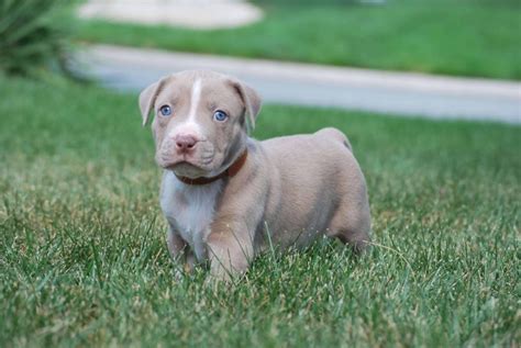 Find Pit Bull Terrier dogs and puppies from Kansas breeders. . Pitbull puppies for sale near missouri